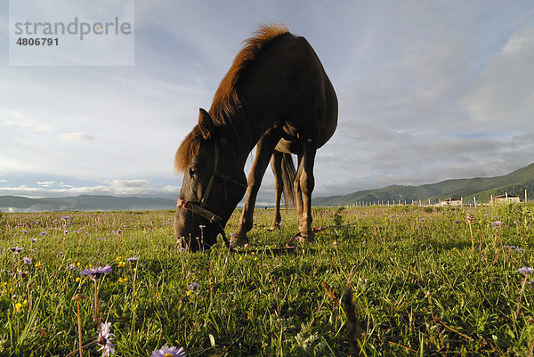 Pferd auf blühender sommerlicher Weide in den Himalayaausläufern mit tibetischen Bauernhäusern eines Dorfes in Osttibet  Kham  Shangri la  tibetisch: Gyelthang  Osttibet  heute Provinz Yunnan  China  Asien