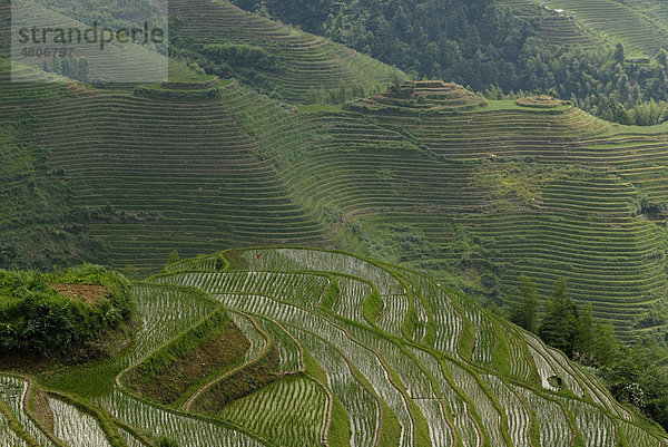 Die weltberühmten Reisterrassen von Longji Rückgrat des Drachen oder Wirbel des Drachen zum Nassreisanbau  Dazhai  Ping'an  Guilin  Longsheng  Guangxi  China  Asien