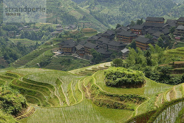 Weltberühmte Reisterrassen von Longji Rückgrat des Drachen oder Wirbel des Drachen zum Nassreisanbau vor dem Yiao Dorf Dazhai  Dazhai  Ping'an  Guilin  Longsheng  Guangxi  China  Asien