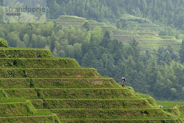 Weltberühmte Reisterrassen von Longji Rückgrat des Drachen oder Wirbel des Drachen zum Nassreisanbau  Dazhai  Ping'an  Guilin  Longsheng  Guangxi  China  Asien