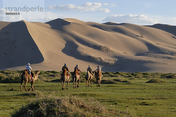 Touristen auf Kamelen reiten durch saftig grüne Graslandschaft auf die großen Sanddünen Khorgoryn Els in der Wüste Gobi zu  Gurvan Saikhan Nationalpark  Ömnögov Aimak  Mongolei  Asien
