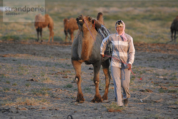 Mongolische Frau mit Kopftuch  Karawanenführerin  führt ein mongolisches Kamel (Camelus bactrianus)  Wüste Gobi  Khorgoryn Els  Gurvan Saikhan Nationalpark  Ömnögov Aimak  Mongolei  Asien