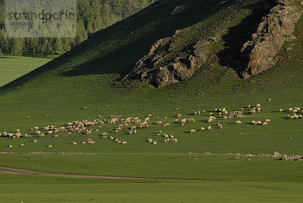 Schafherde im Grasland am Orkhon Wasserfall vor den Bergen des Khuisiin Naiman Nuur Nature Reserve  Orkhon Khürkhree  Kharkhorin  Övörkhangai Aimak  Mongolei  Asien