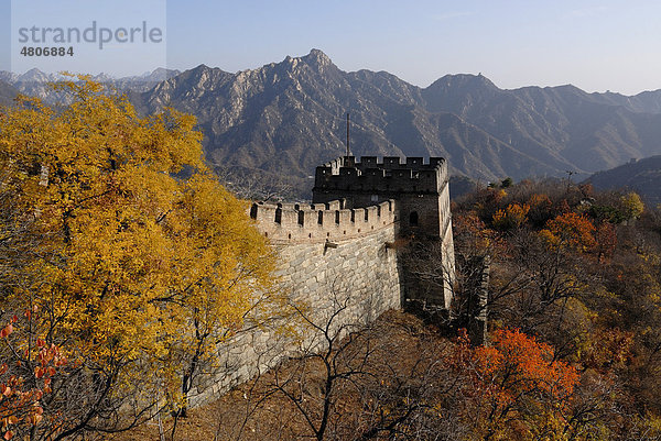 Große Chinesische Mauer mit Wachturm bei Mutianyu mit herbstlichen Farben bei Peking  China  Asien