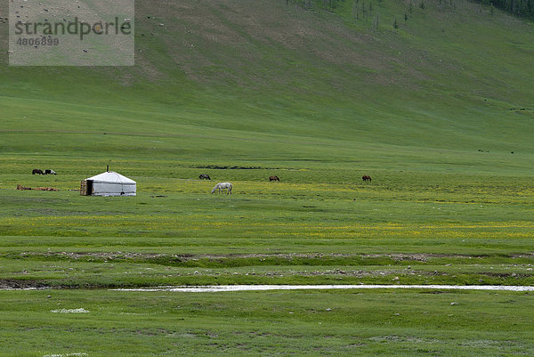 Mongolisches Rundzelt  Ger  Jurte in saftig grüner Graslandschaft mit kleinem Flusslauf in der Nähe des Khuisiin Naiman Nuur Nature Reserve  Uyanga  Övörkhangai Aimak  Mongolei  Asien