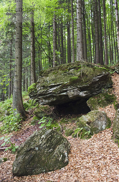 Felsen im Wald am Arber See im Nationalpark Bayerischer Wald  Niederbayern  Bayern  Deutschland  Europa
