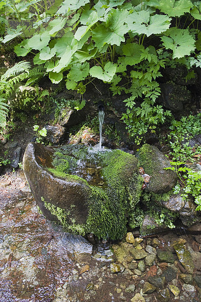 Quelle im Wald am Arber See im Nationalpark Bayerischer Wald  Niederbayern  Bayern  Deutschland  Europa