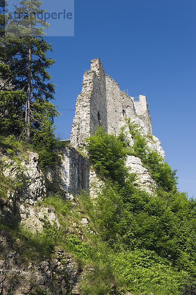 Burgruine Weißenstein  Nationalpark Bayerischer Wald  Niederbayern  Bayern  Deutschland  Europa