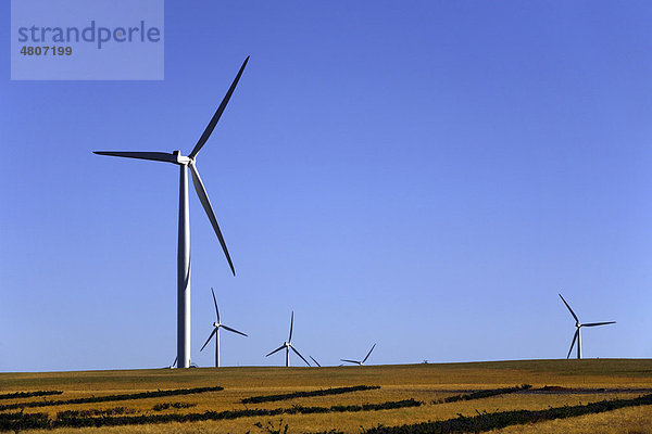 Windkraftanlagen der Emu Downs Windfarm  Murchison  Western Australia  Australien