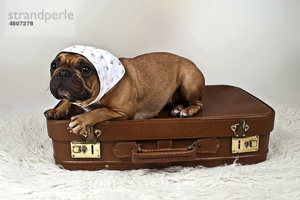 Französische Bulldogge mit Kopftuch liegt auf braunem Koffer