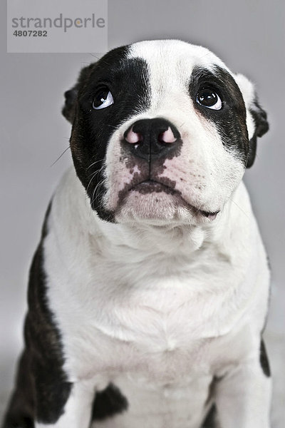 American Bulldog schaut traurig  Portrait