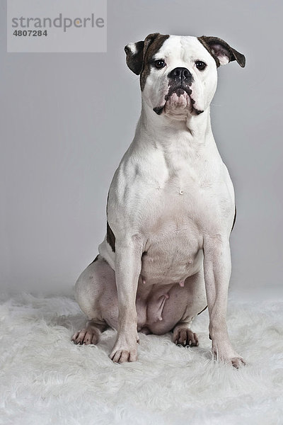 American Bulldog sitzt auf weißer Plüschdecke