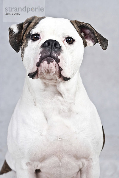American Bulldog  Portrait