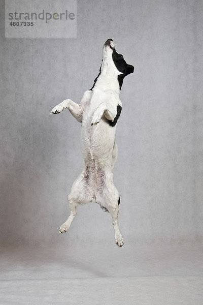 Jack Russell Terrier springt in die Luft