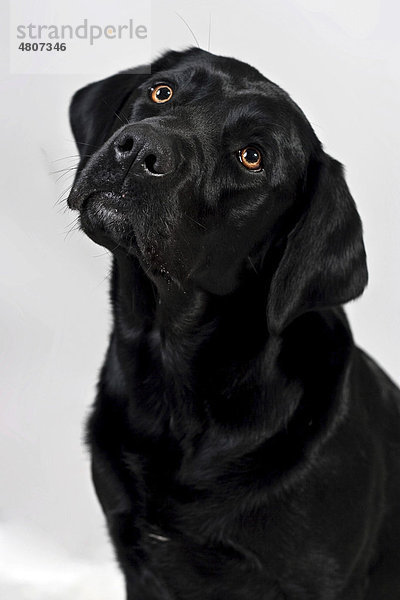 Schwarzer Labrador Retriever  Portrait