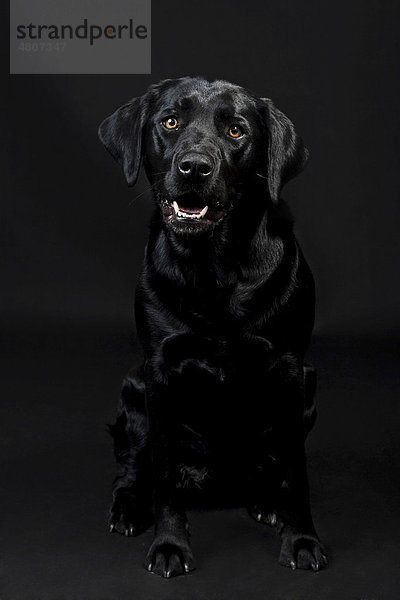 Schwarzer Labrador Retriever
