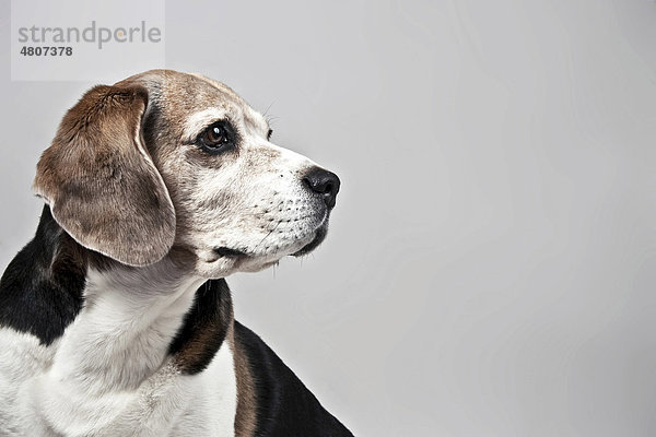 Beagle  Portrait