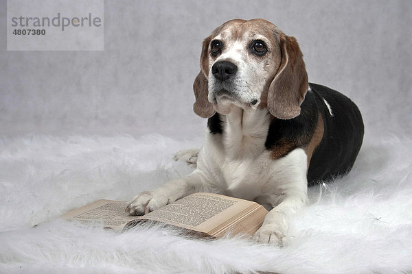 Beagle liegt auf Plüschdecke vor aufgeschlagenem Buch