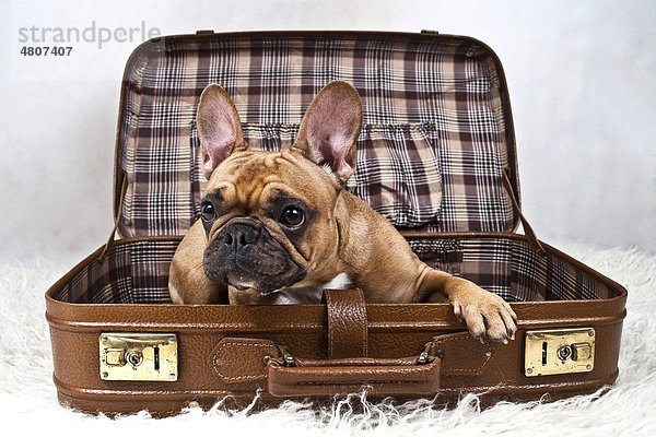 Französische Bulldogge liegt in Reisekoffer