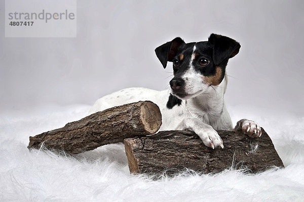 Liegender Jack Russell Terrier legt Pfote auf Holzscheit