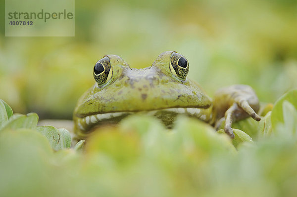 Amerikanischer Ochsenfrosch (Rana catesbeiana)  Alttier im See  Fennessey Ranch  Refugio  Coastal Bend  Texanische Küste  Texas  USA  Nordamerika