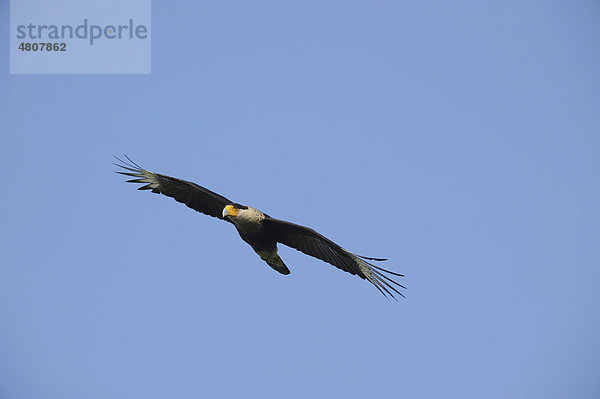 Schopfkarakara (Caracara plancus)  Altvogel im Flug  Fennessey Ranch  Refugio  Corpus Christi  Coastal Bend  Texanische Küste  Texas  USA