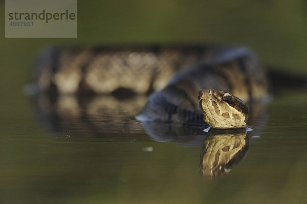 Wassermokassinotter (Agkistrodon piscivorus leucostoma)  ausgewachsene Schlange im See  Fennessey Ranch  Refugio  Coastal Bend  Texanische Küste  Texas  USA