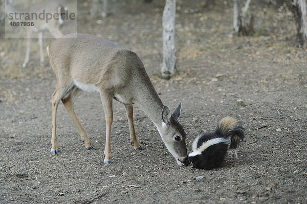 Weißwedelhirsch (Odocoileus virginianus) und Streifenskunk (Mephitis mephitis) beim Fressen  New Braunfels  San Antonio  Hill Country  Zentral-Texas  USA