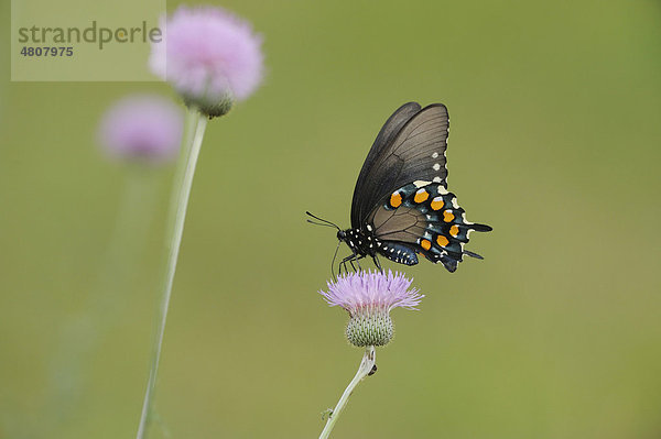Schwalbenschwanz-Schmetterling (Battus philenor)  bei Nahrungsaufnahme auf Texas Distel (Cirsium texanum)  Fennessey Ranch  Refugio  Coastal Bend  Texanische Küste  USA