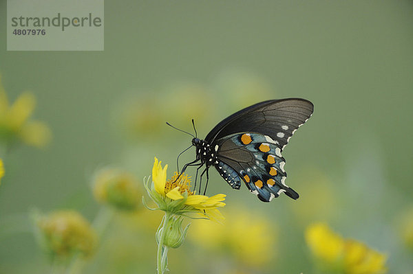 Schwalbenschwanz-Schmetterling (Battus philenor)  Sinton  Corpus Christi  Coastal Bend  Texanische Küste  Texas  USA