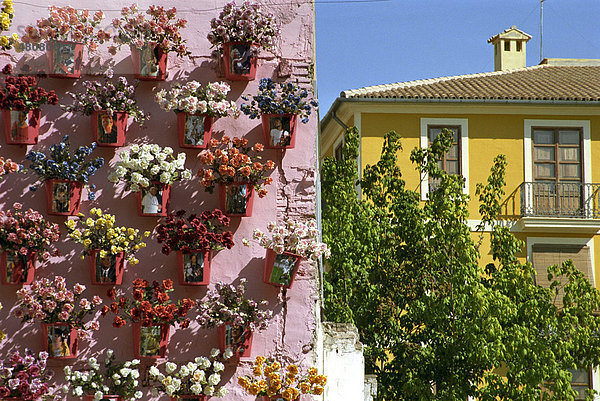 Häuserwand voller Blumen in Valencia  Spanien  Europa