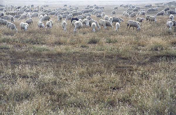 Schafe auf einer Wiese bei Saragossa  Aragonien  Spanien  Europa