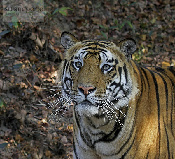 Tiger (Panthera tigris)  Porträt  Bandhavgarh Nationalpark  Madhya Pradesh  Indien  Asien
