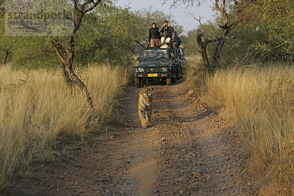Tiger (Panthera tigris) geht vor einem Safari-Jeep mit Touristen  Ranthambore Nationalpark  Rajasthan  Indien  Asien
