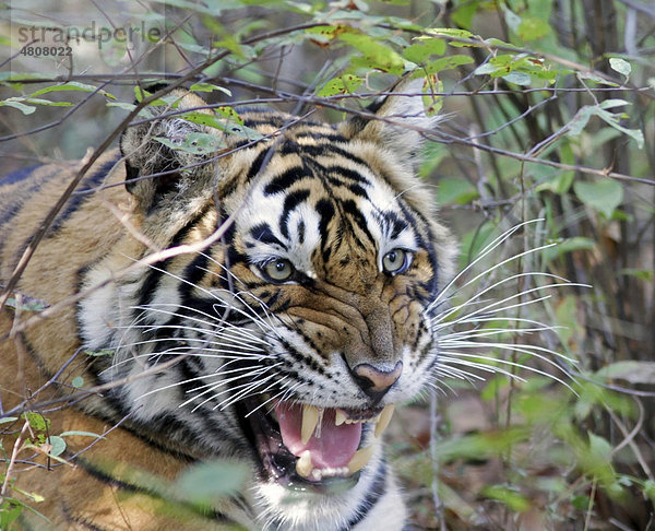 Tiger (Panthera tigris) faucht vor Wut  Ranthambore Nationalpark  Rajasthan  Indien  Asien