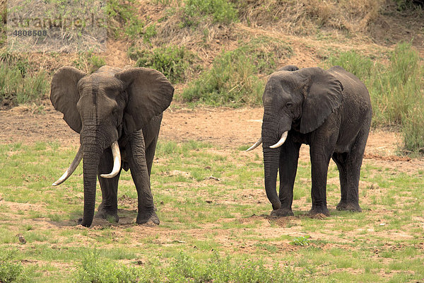 Bulle  Afrikanischer Elefant (Loxodonta africana)  gräbt im Flussbett nach Wasser  Krüger-Nationalpark  Südafrika  Afrika