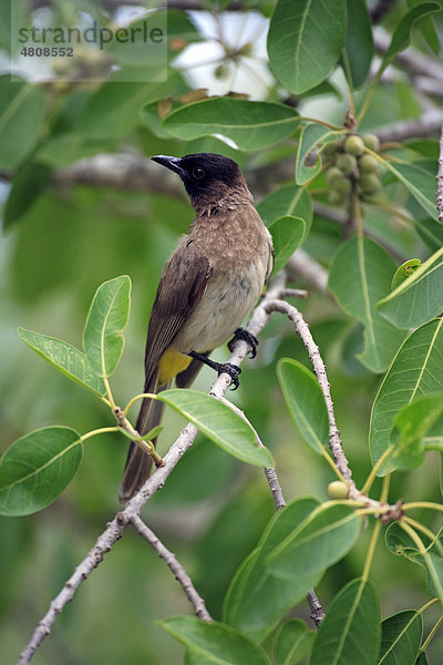 Graubuelbuel (Pycnonotus barbatus)  Altvogel auf Baum  Krüger-Nationalpark  Südafrika  Afrika