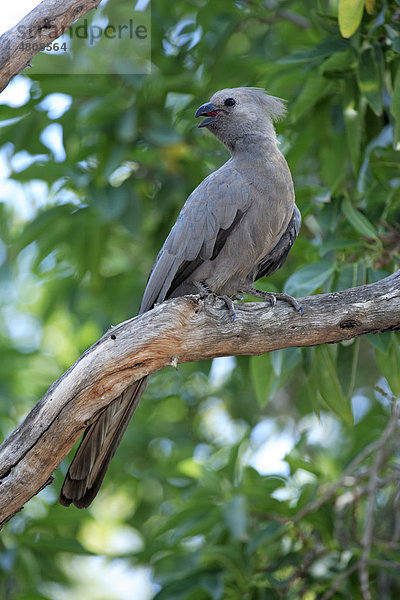Grauer Lärmvogel (Corythaixoides concolor)  Altvogel im Baum  Krüger Nationalpark  Südafrika  Afrika