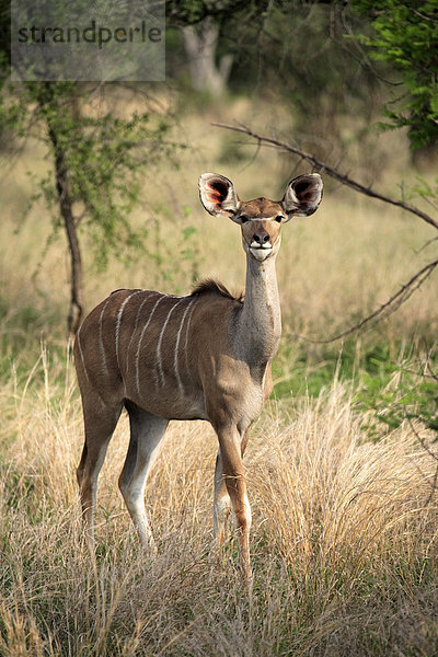 Grosser Kudu (Tragelaphus strepsiceros)  weibliches Alttier  Krüger Nationalpark  Südafrika  Afrika