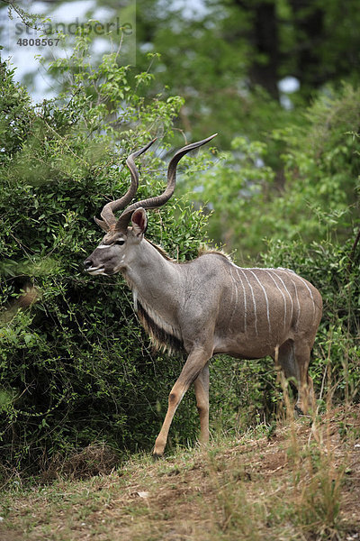 Grosser Kudu (Tragelaphus strepsiceros)  männliches Alttier  Krüger Nationalpark  Südafrika  Afrika