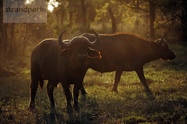 Kaffernbüffel (Syncerus caffer)  zwei Alttiere im Gegenlicht  Krüger Nationalpark  Südafrika  Afrika