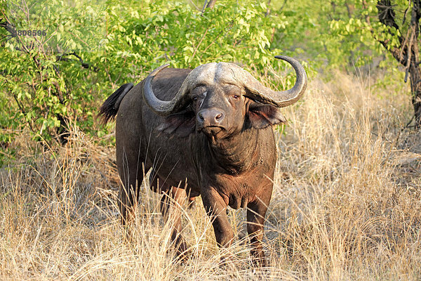 Kaffernbüffel (Syncerus caffer)  Bulle  Krüger Nationalpark  Südafrika  Afrika