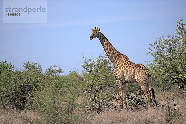 Kapgiraffe (Giraffa camelopardalis giraffa)  weibliches Alttier  Krüger Nationalpark  Südafrika  Afrika