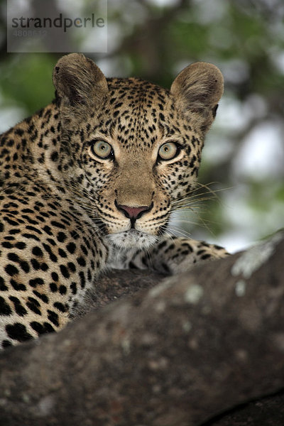 Leopard (Panthera pardus)  Alttier auf Baum  Portrait  Sabisabi Private Game Reserve  Krüger Nationalpark  Südafrika  Afrika