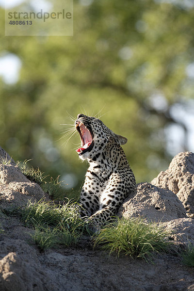 Leopard (Panthera pardus)  gähnendes Alttier auf Termitenhügel  Sabisabi Private Game Reserve  Krüger Nationalpark  Südafrika  Afrika