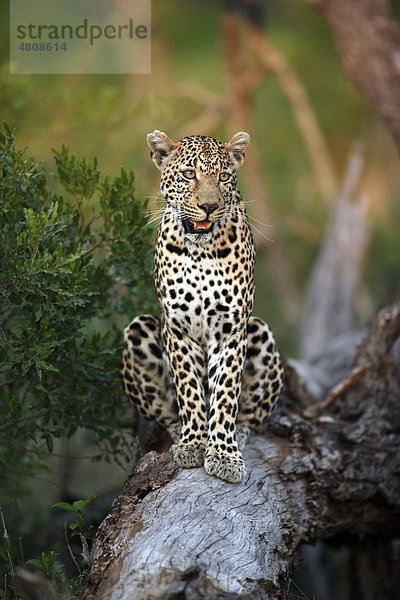 Leopard (Panthera pardus)  Alttier auf Baum  Sabisabi Private Game Reserve  Krüger Nationalpark  Südafrika  Afrika