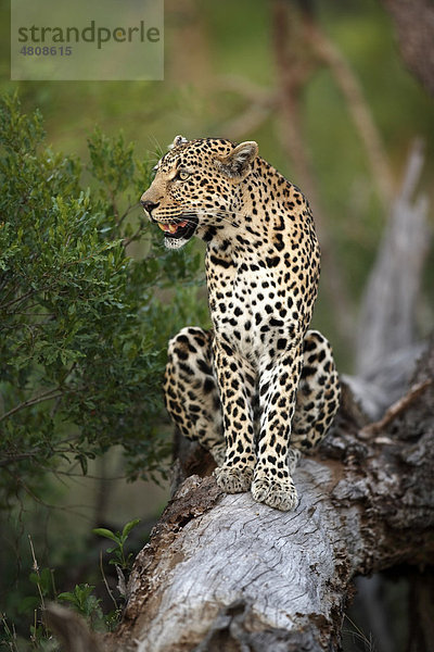 Leopard (Panthera pardus)  Alttier auf Baum  Sabisabi Private Game Reserve  Krüger Nationalpark  Südafrika  Afrika