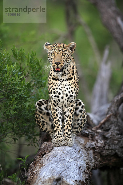 Leopard (Panthera pardus)  Alttier auf Baum  Sabisabi Private Game Reserve  Krüger Nationalpark  Südafrika  Afrika