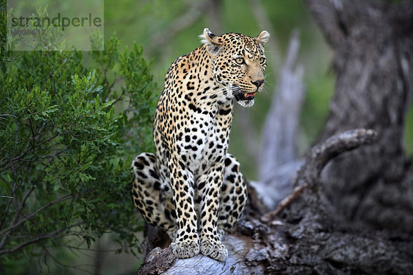 Leopard (Panthera pardus)  Alttier auf Baum  Sabisabi Private Game Reserve  Krüger Nationalpark  Südafrika  Afrika