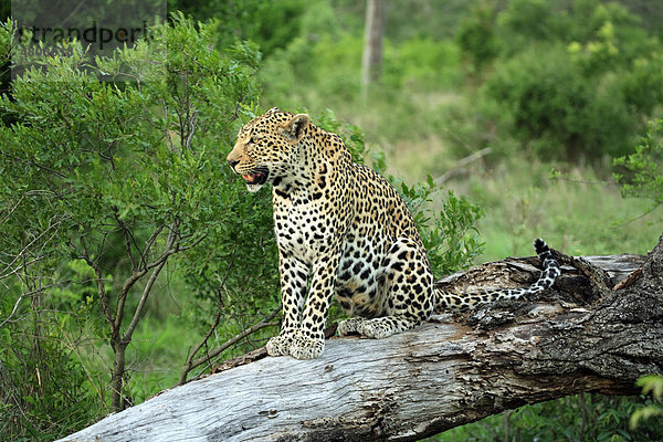 Leopard (Panthera pardus)  Alttier auf Baum  Sabisabi Private Game Reserve  Krüger Nationalpark  Südafrika  Afrika